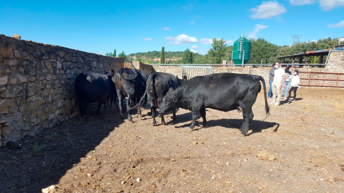 Ganaderías en Porzuna