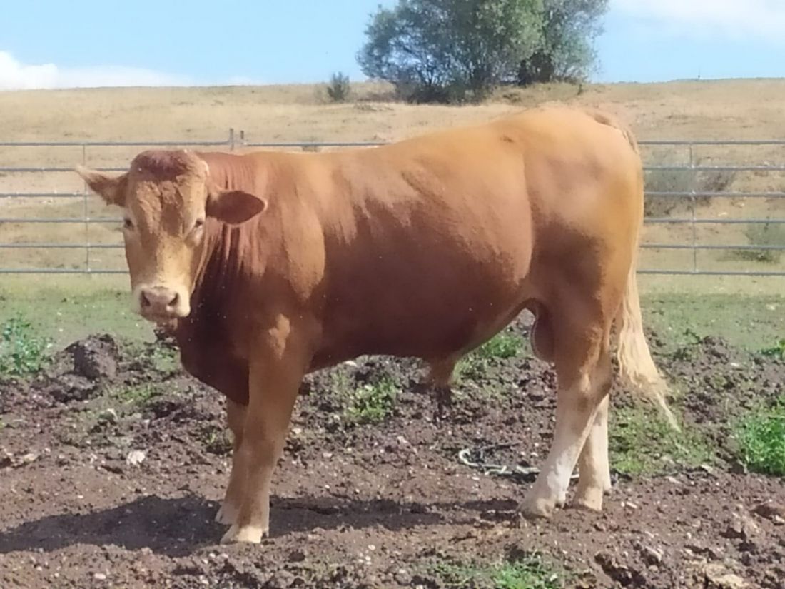 Ganaderías en Porzuna