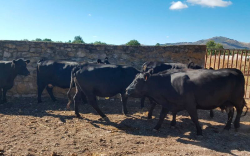 Ganaderías en Porzuna