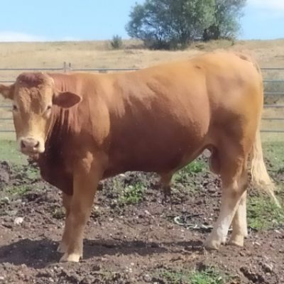 Ganaderías en Porzuna