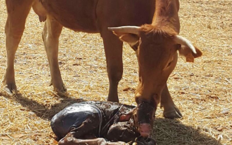 Ganaderías en Porzuna