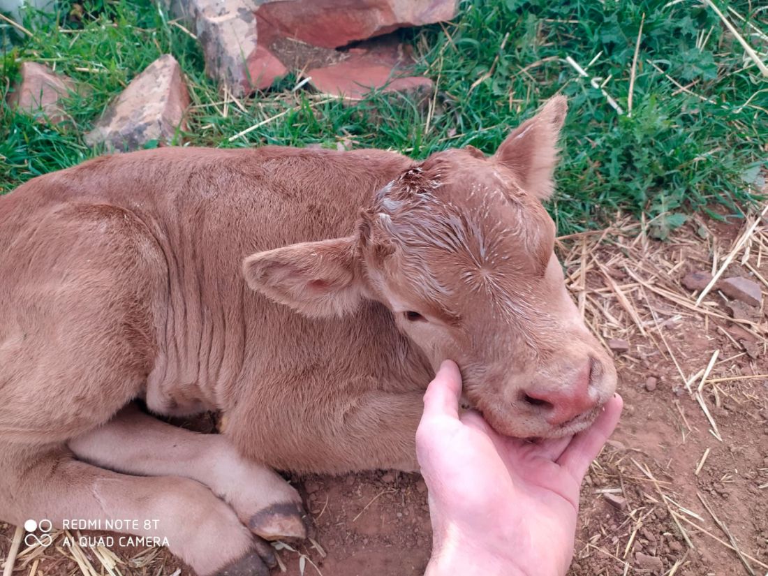 Ganaderías en Porzuna