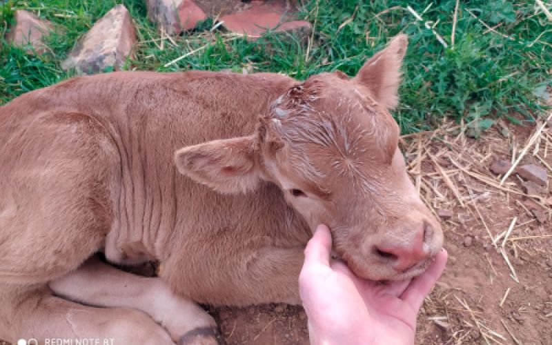 Ganaderías en Porzuna