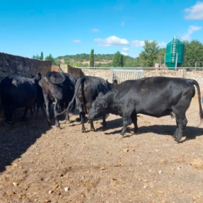 Ganaderías en Porzuna