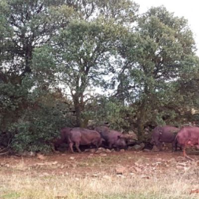 Ganaderías en Porzuna