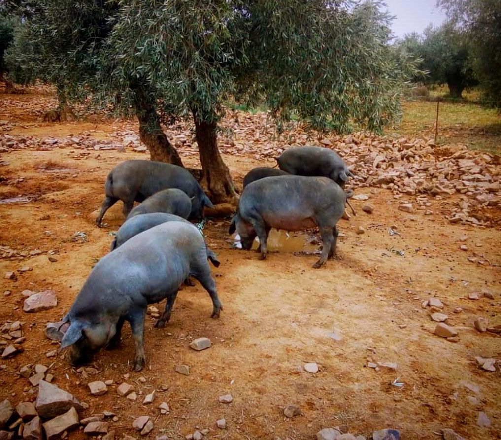 Ganaderías en Porzuna