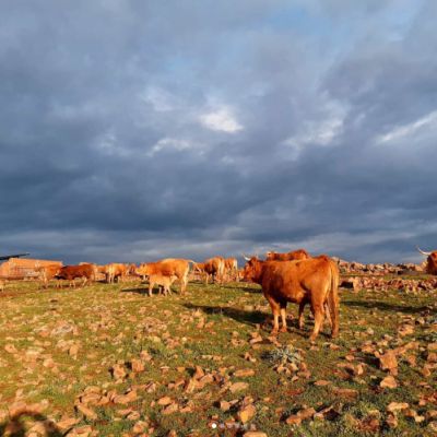 Ganaderías en Porzuna