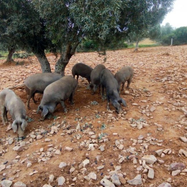 Chorizo ibérico en Ciudad Real