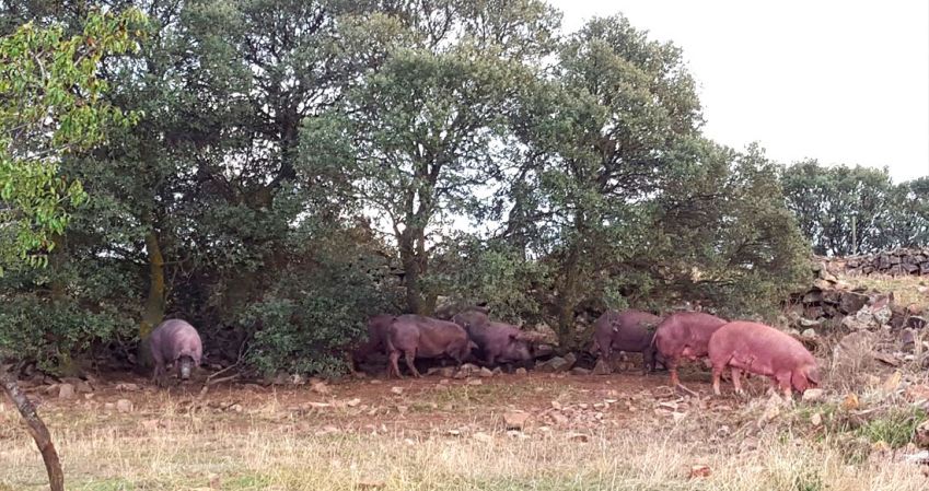 Empresa cárnica Ciudad Real