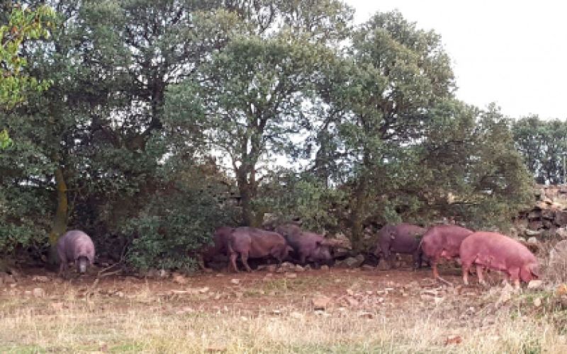 Ganaderías en Porzuna