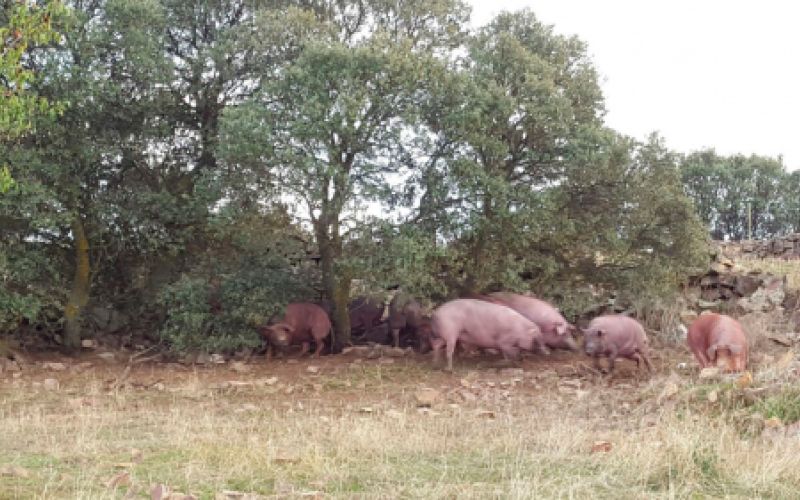 Ganaderías en Porzuna