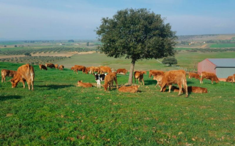 Ganaderías en Porzuna