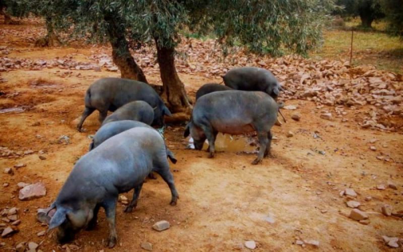 Ganaderías en Porzuna