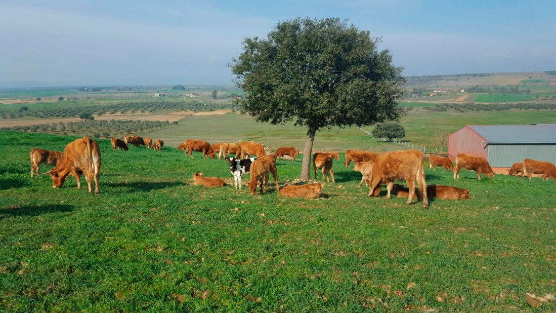 Ganaderías en Porzuna