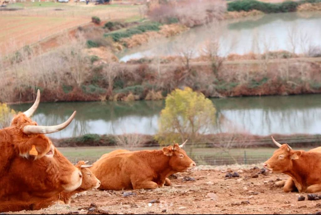 Ganaderías en Porzuna