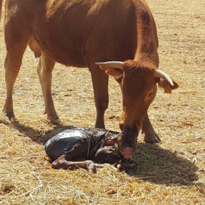 Ganaderías en Porzuna