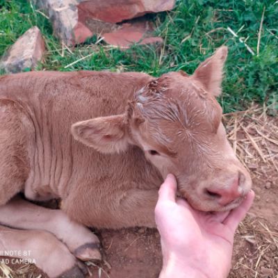 Ganaderías en Porzuna