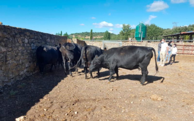 Ganaderías en Porzuna