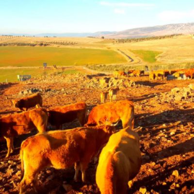 Ganaderías en Porzuna