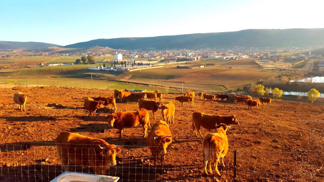 Ganaderías en Porzuna