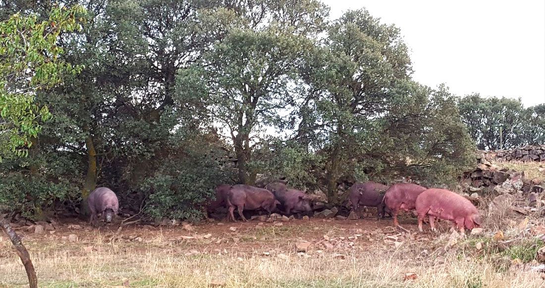 Ganaderías en Porzuna