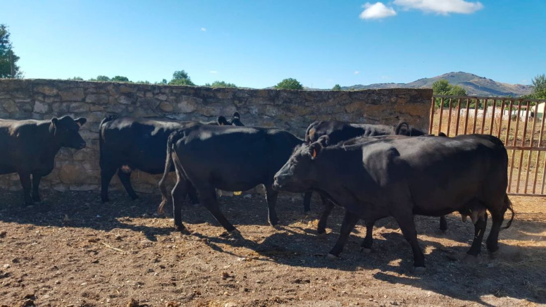 Ganaderías en Porzuna