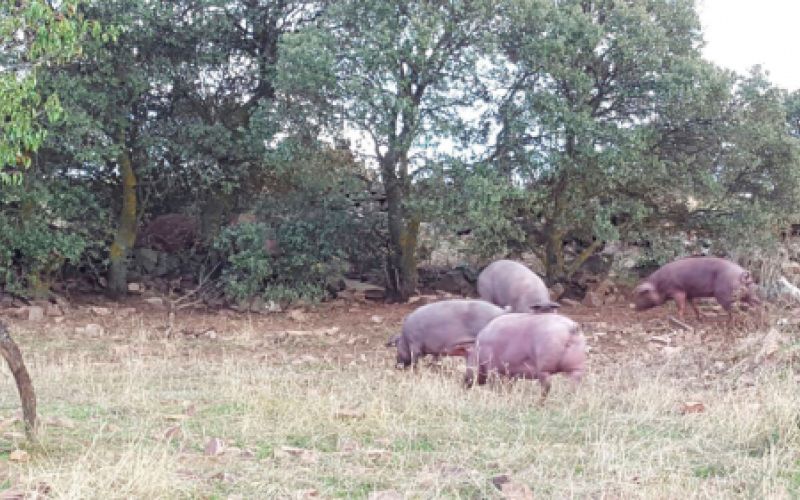 Ganaderías en Porzuna