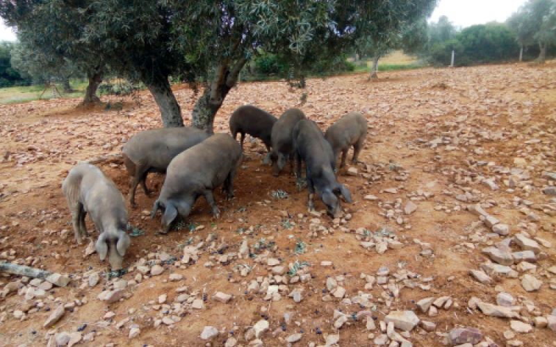 Ganaderías en Porzuna