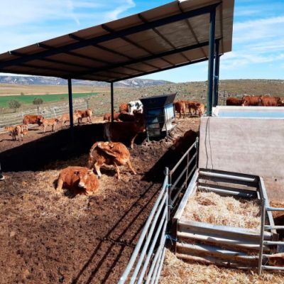 Ganaderías en Porzuna