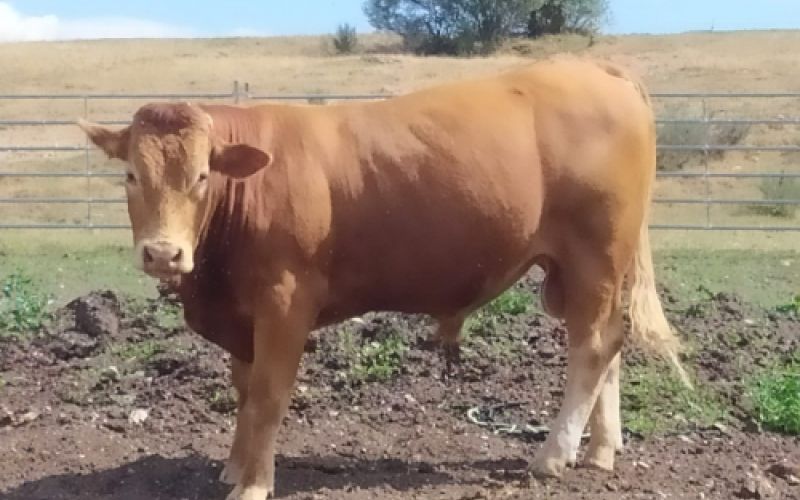 Ganaderías en Porzuna