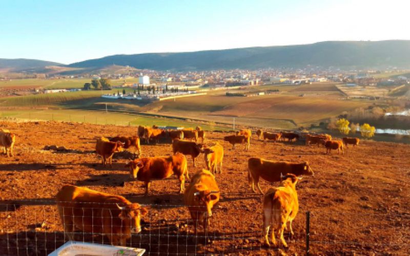 Ganaderías en Porzuna
