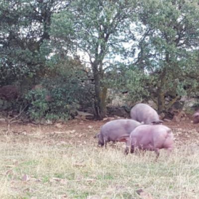 Ganaderías en Porzuna