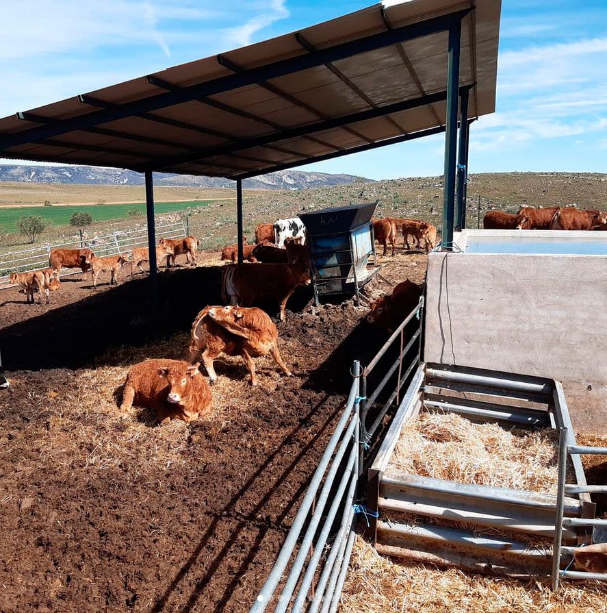 Ganaderías en Porzuna