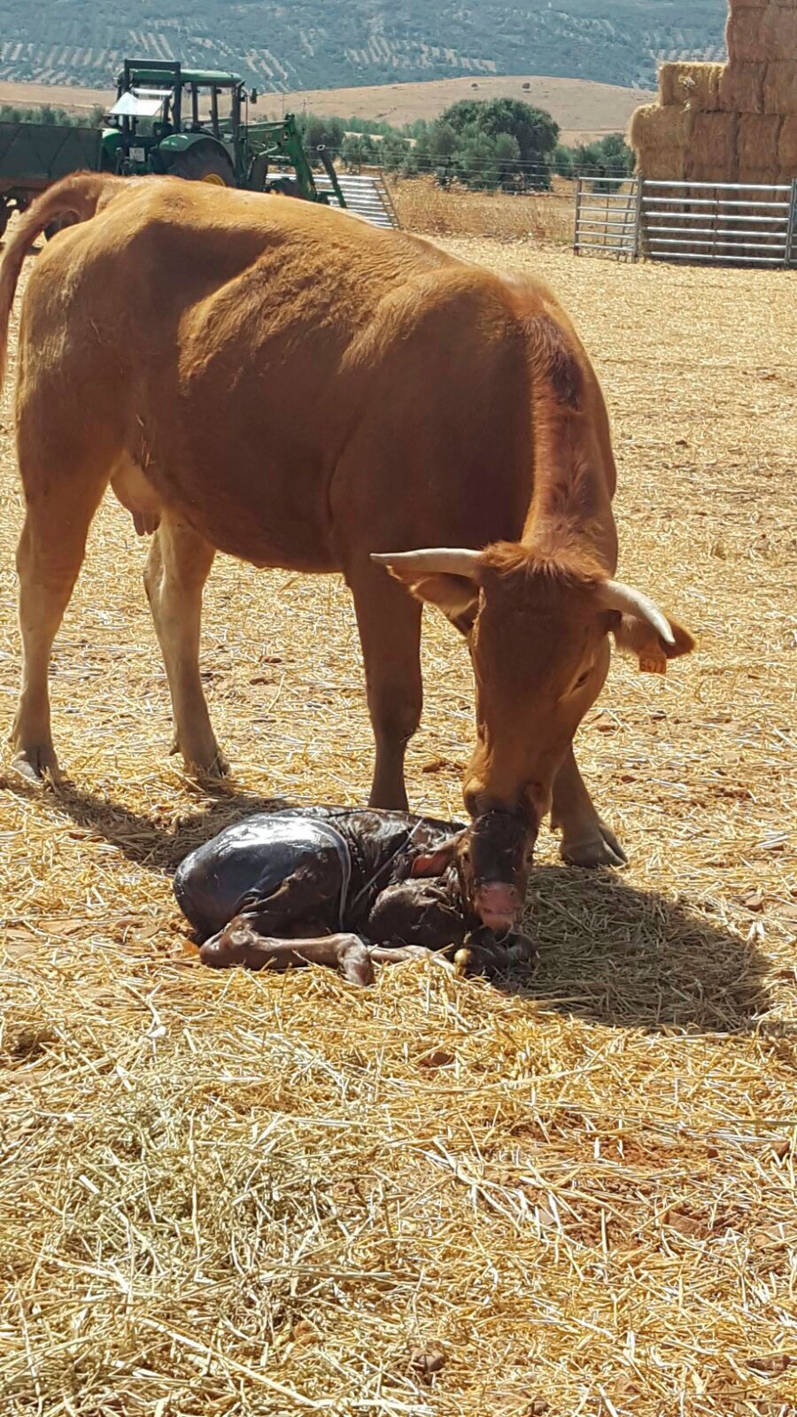 Ganaderías en Porzuna