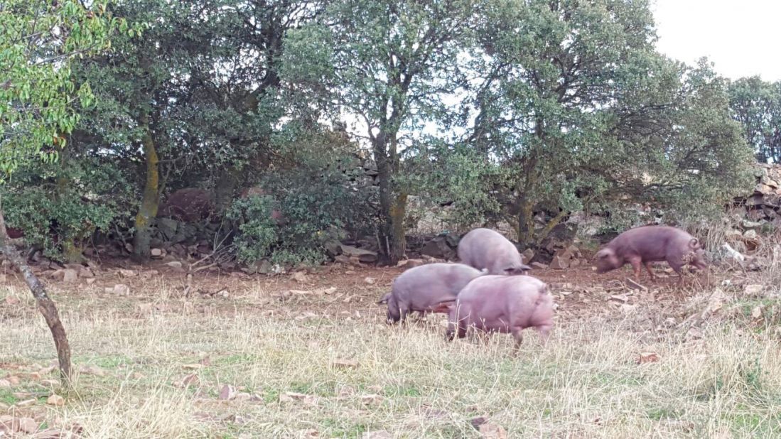 Ganaderías en Porzuna