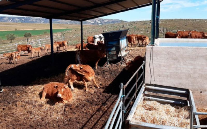 Ganaderías en Porzuna