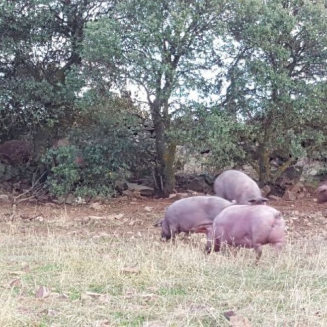Lomo ibérico en Ciudad Real