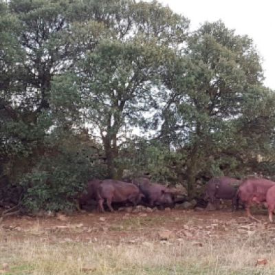 Ganaderías en Porzuna