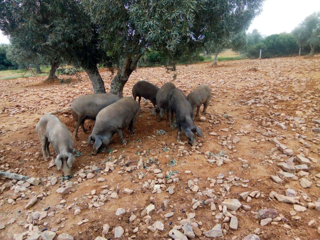 Ganaderías en Porzuna