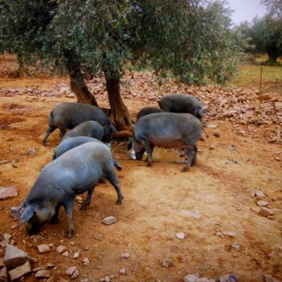 Ganaderías en Porzuna