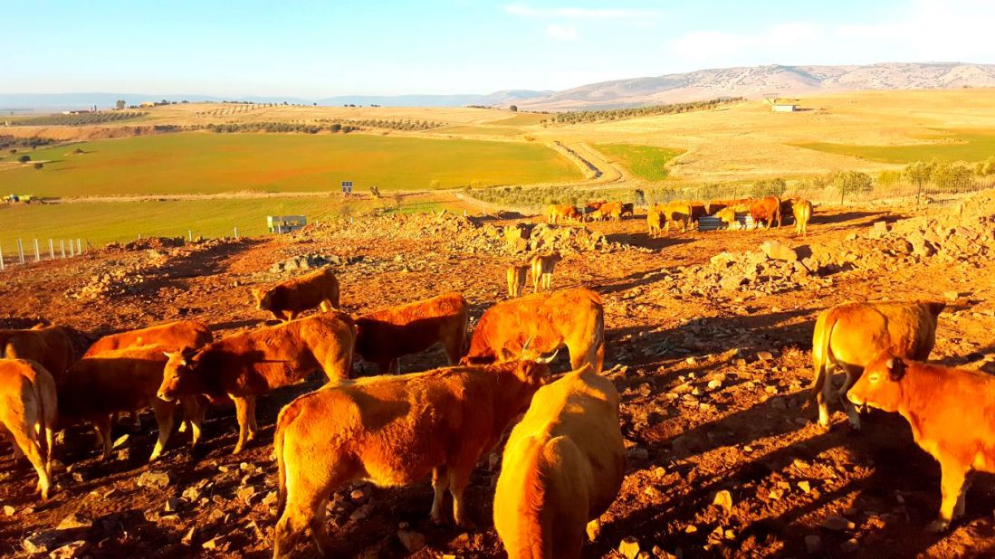 Ganaderías en Porzuna