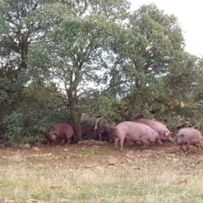 Ganaderías en Porzuna