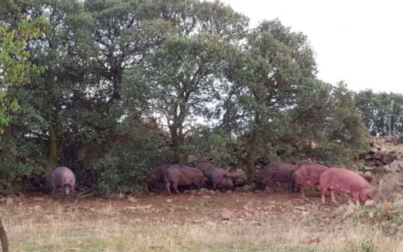 Ganaderías en Porzuna