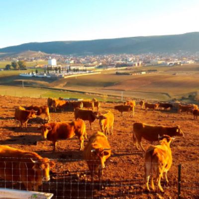 Ganaderías en Porzuna